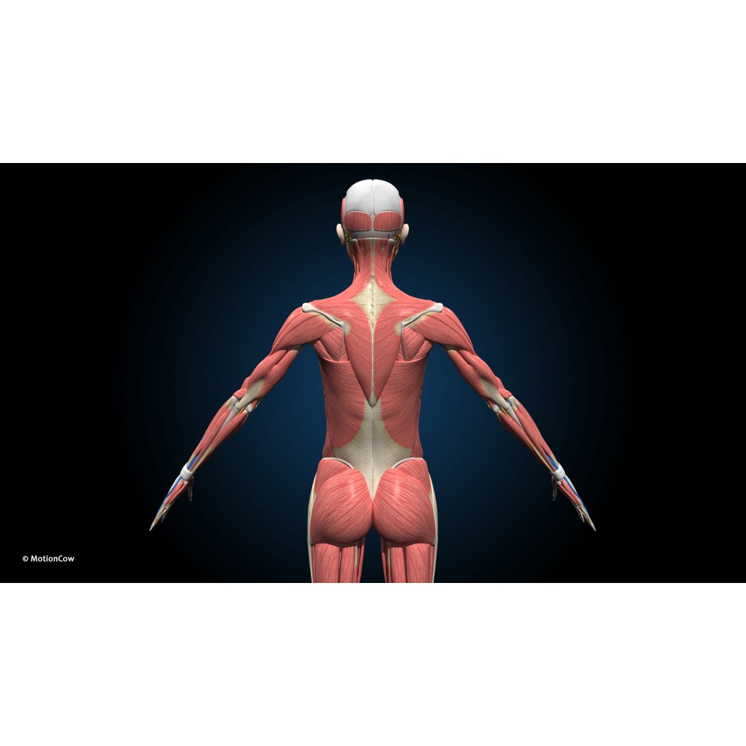 Ultimate Female Anatomy 3D Model – Advanced Rigged Character with 50+ Animations - View 10