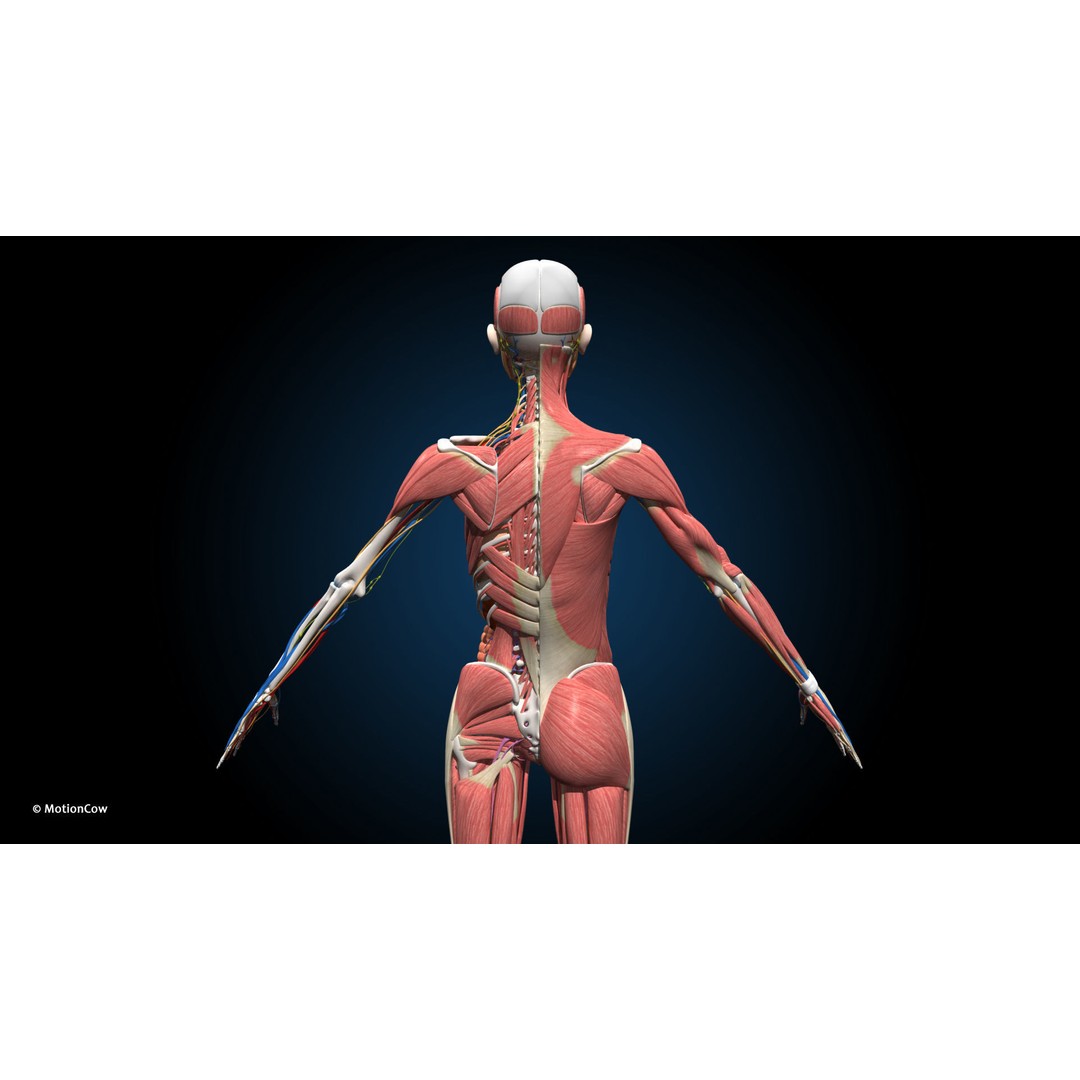 Ultimate Female Anatomy 3D Model – Advanced Rigged Character with 50+ Animations - View 11