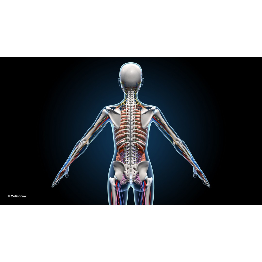 Ultimate Female Anatomy 3D Model – Advanced Rigged Character with 50+ Animations - View 12