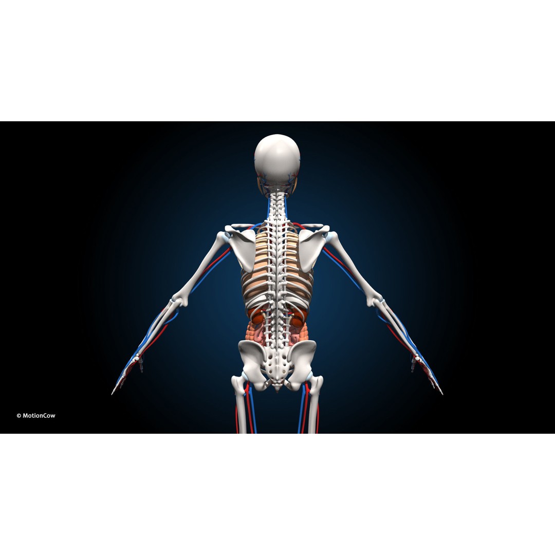 Ultimate Female Anatomy 3D Model – Advanced Rigged Character with 50+ Animations - View 13