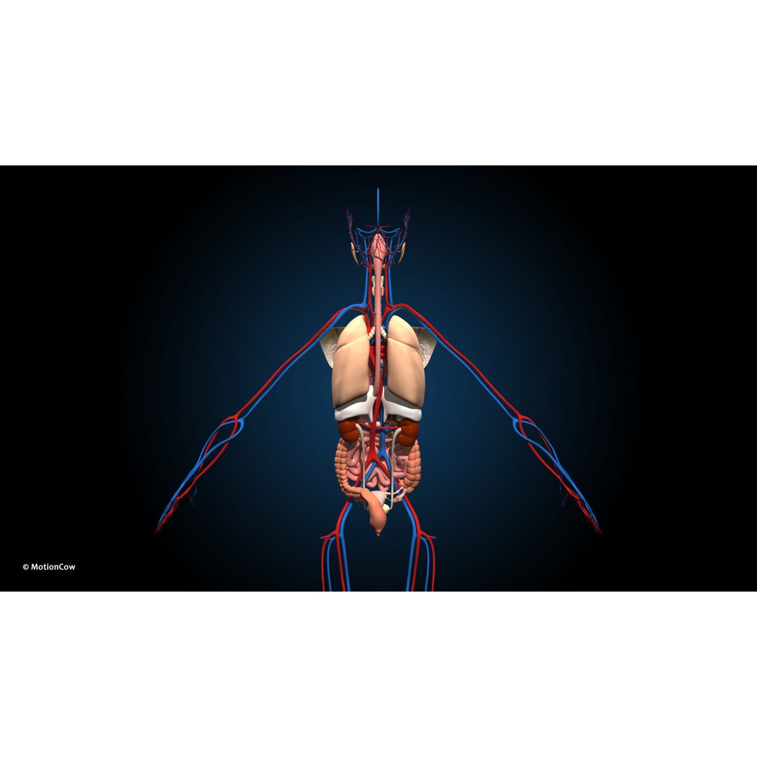 Ultimate Female Anatomy 3D Model – Advanced Rigged Character with 50+ Animations - View 14