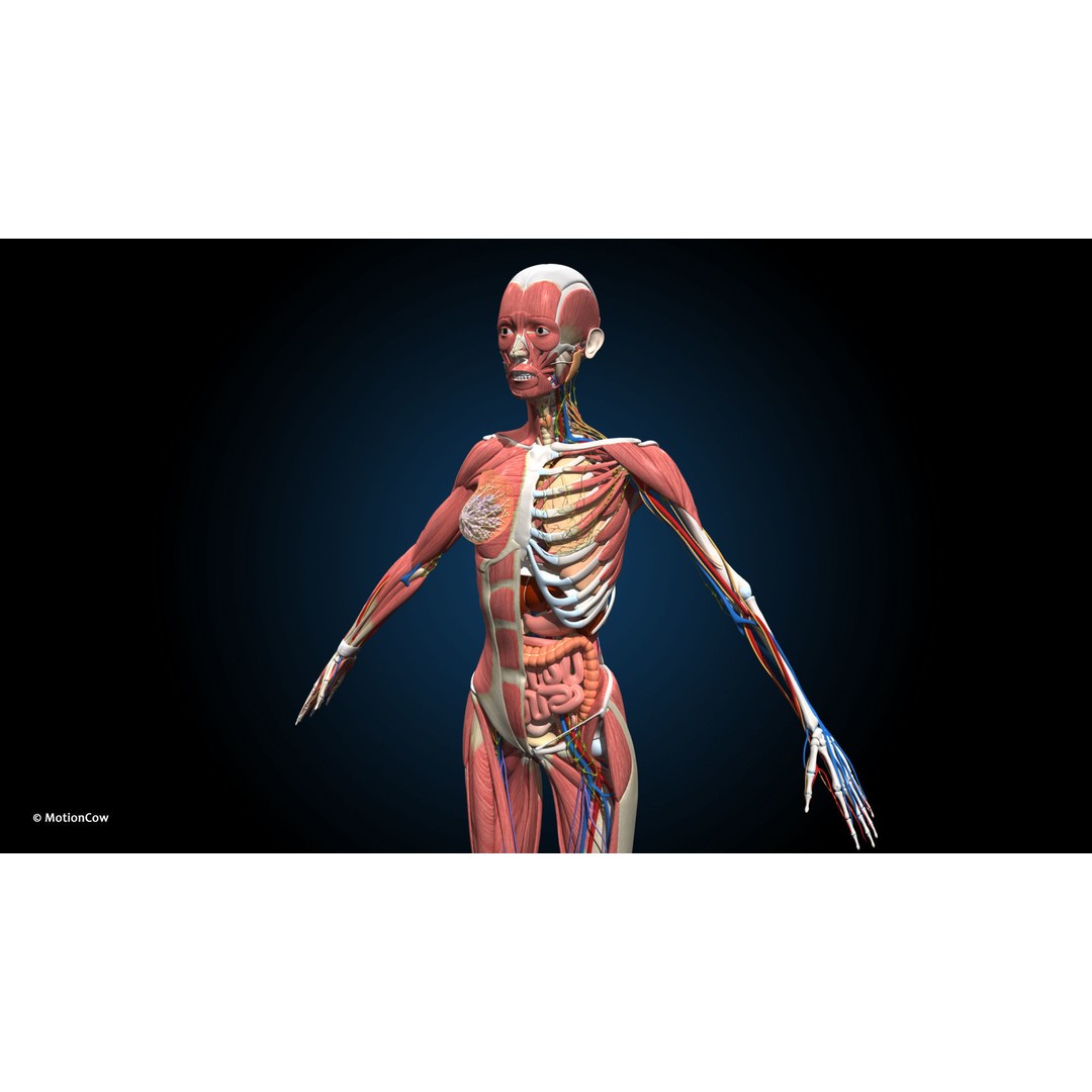 Ultimate Female Anatomy 3D Model – Advanced Rigged Character with 50+ Animations - View 16