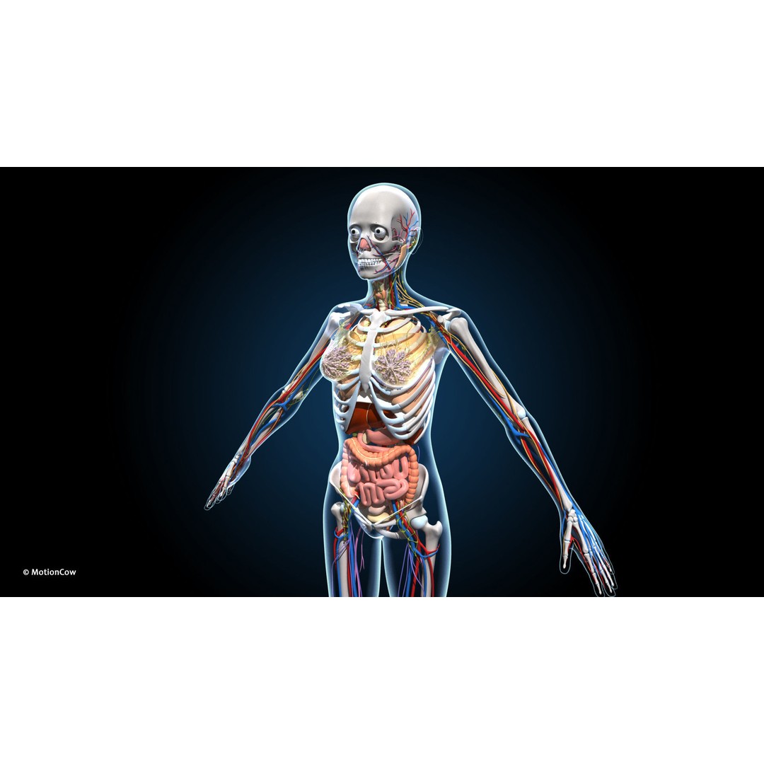 Ultimate Female Anatomy 3D Model – Advanced Rigged Character with 50+ Animations - View 17
