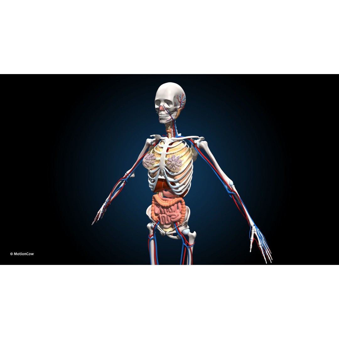 Ultimate Female Anatomy 3D Model – Advanced Rigged Character with 50+ Animations - View 18