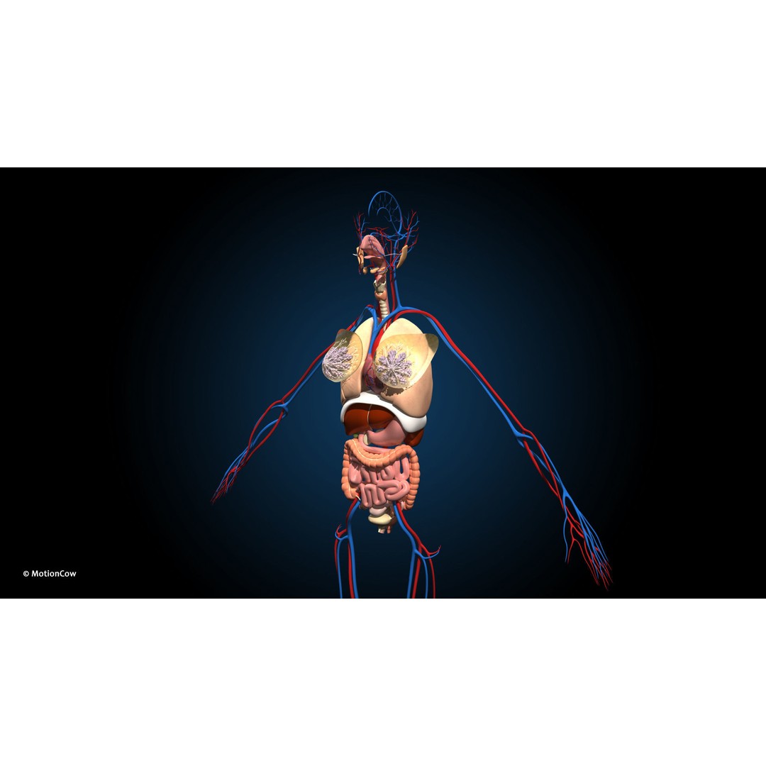 Ultimate Female Anatomy 3D Model – Advanced Rigged Character with 50+ Animations - View 19