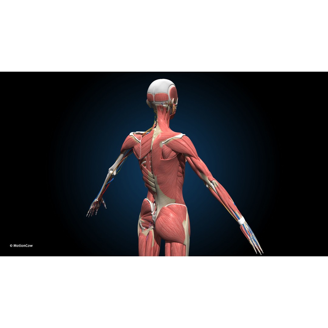 Ultimate Female Anatomy 3D Model – Advanced Rigged Character with 50+ Animations - View 21