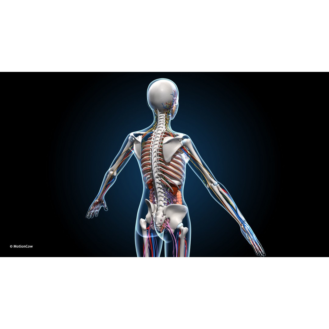 Ultimate Female Anatomy 3D Model – Advanced Rigged Character with 50+ Animations - View 22