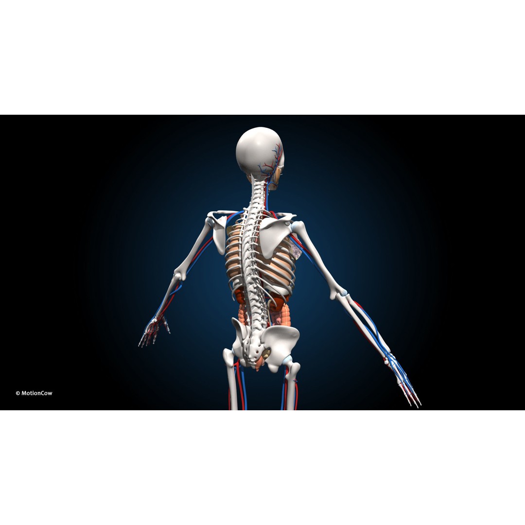 Ultimate Female Anatomy 3D Model – Advanced Rigged Character with 50+ Animations - View 23