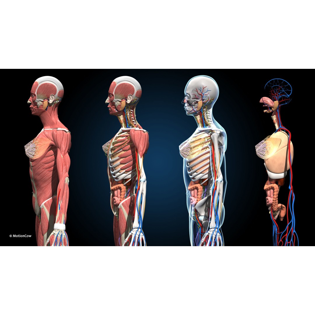 Ultimate Female Anatomy 3D Model – Advanced Rigged Character with 50+ Animations - View 25