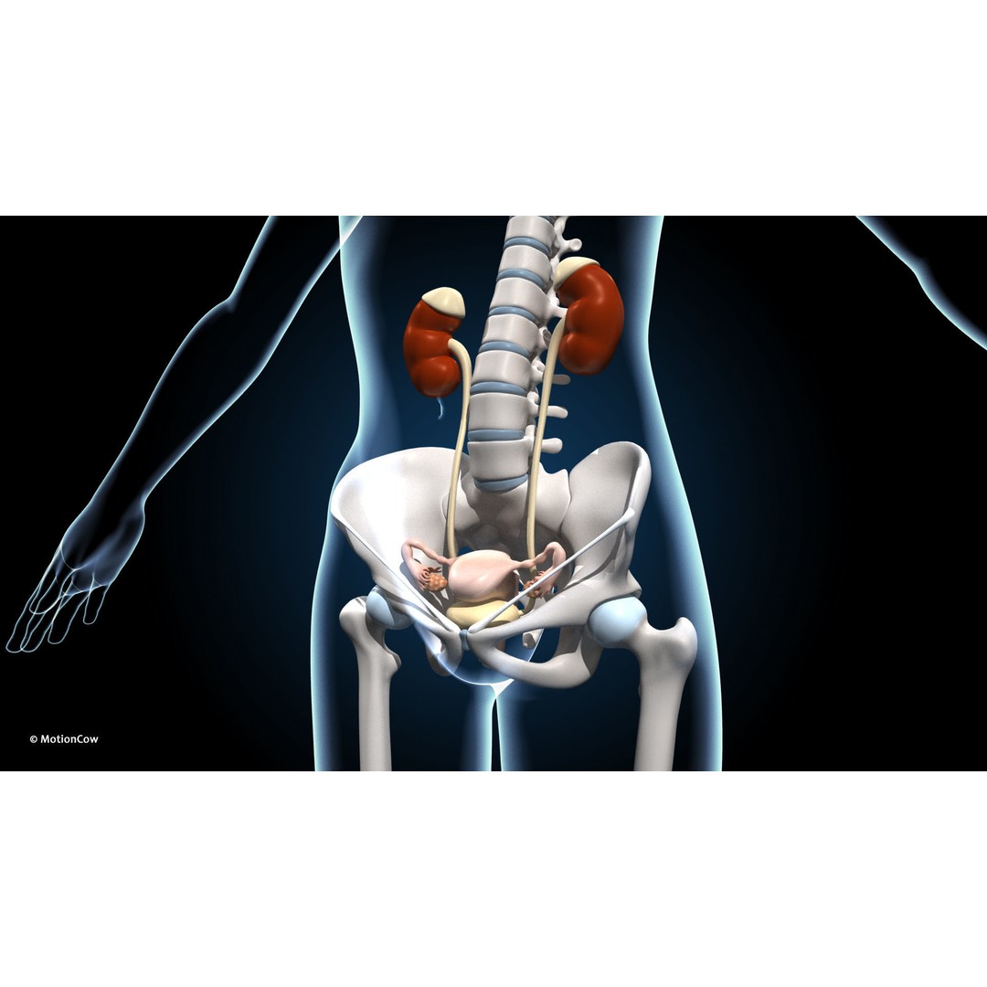 Ultimate Female Anatomy 3D Model – Advanced Rigged Character with 50+ Animations - View 26