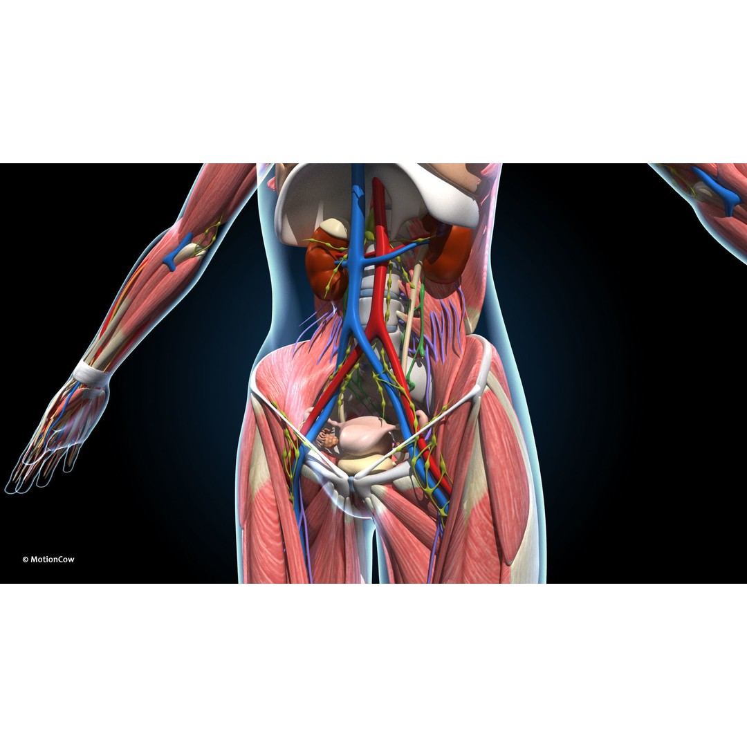 Ultimate Female Anatomy 3D Model – Advanced Rigged Character with 50+ Animations - View 27