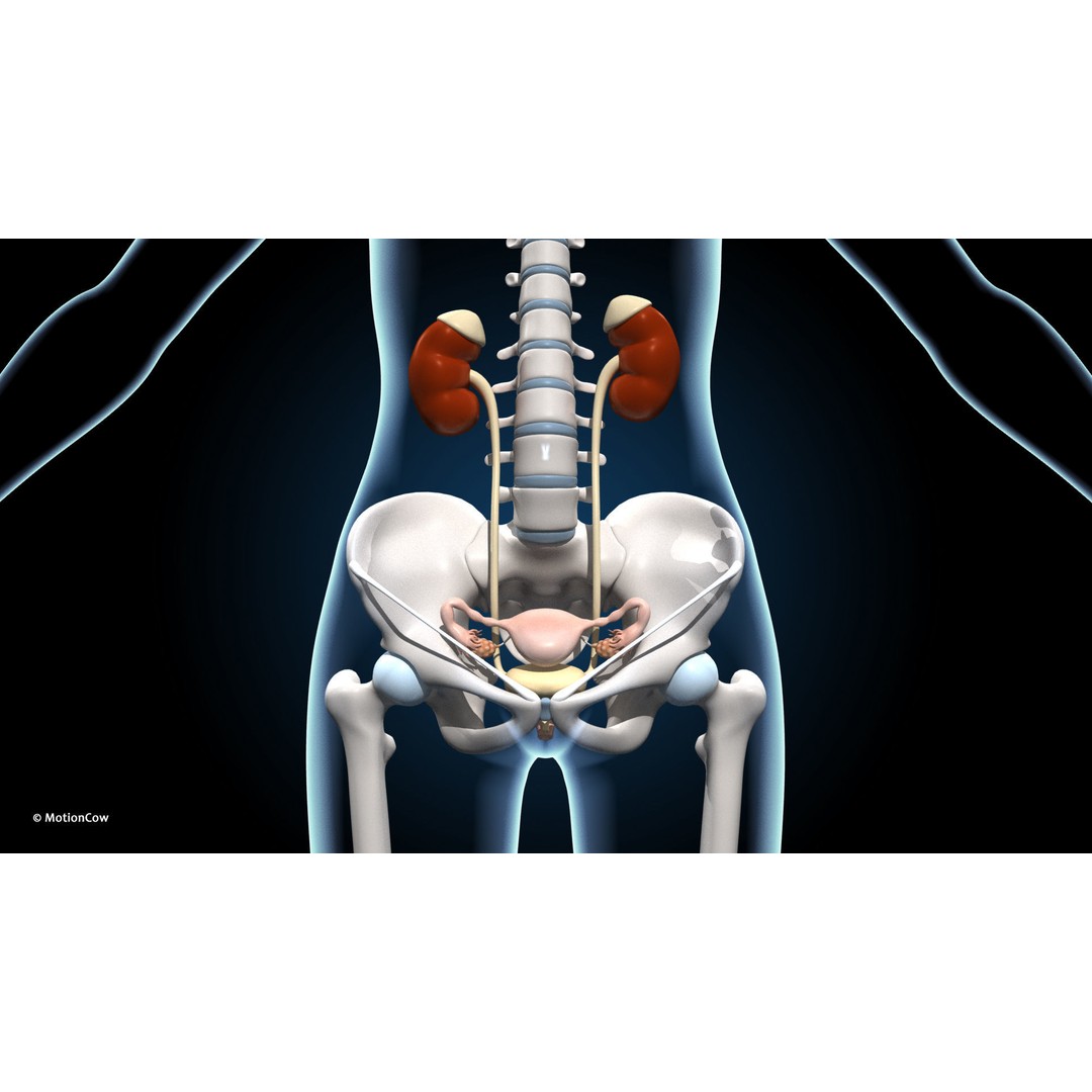 Ultimate Female Anatomy 3D Model – Advanced Rigged Character with 50+ Animations - View 29