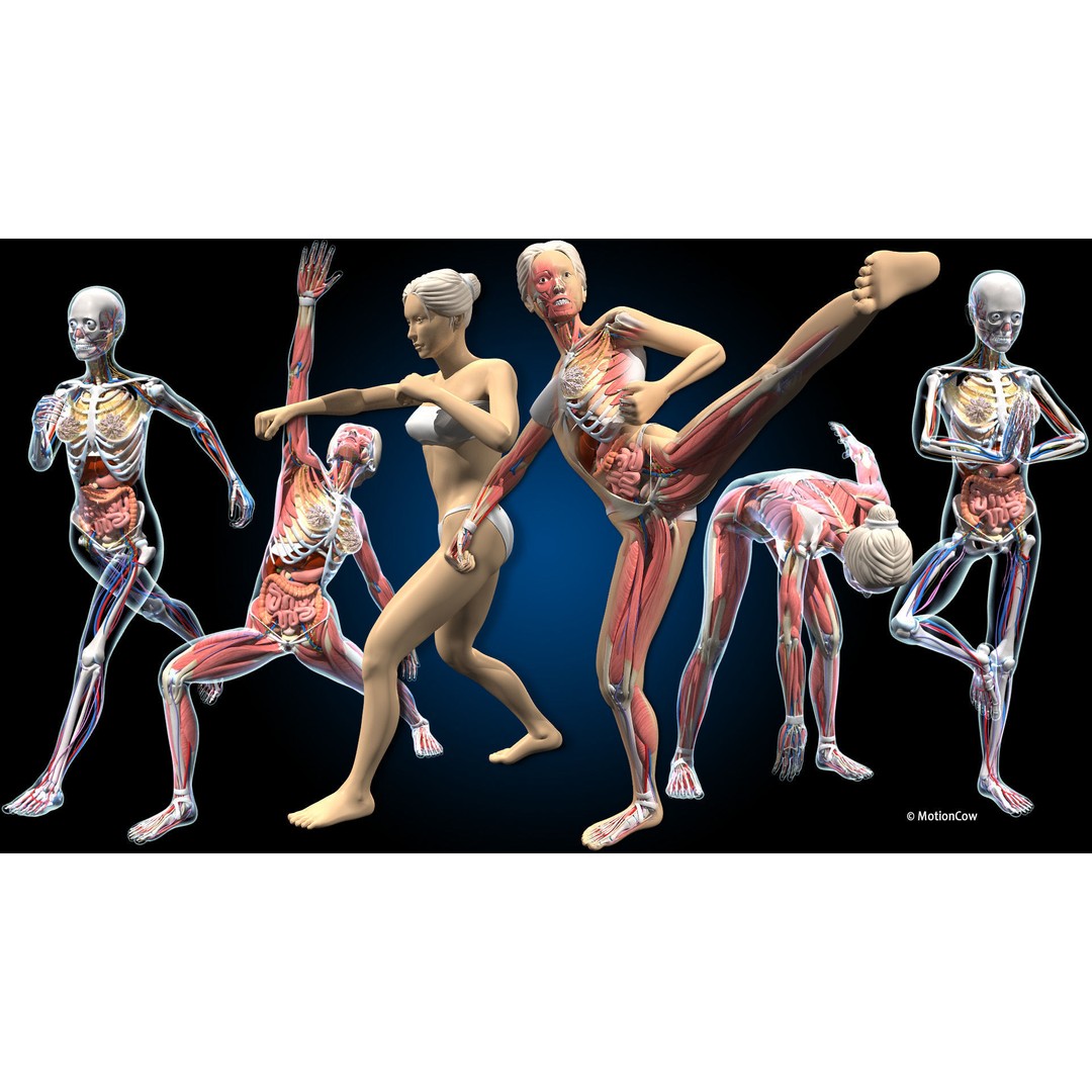 Ultimate Female Anatomy 3D Model – Advanced Rigged Character with 50+ Animations - View 3