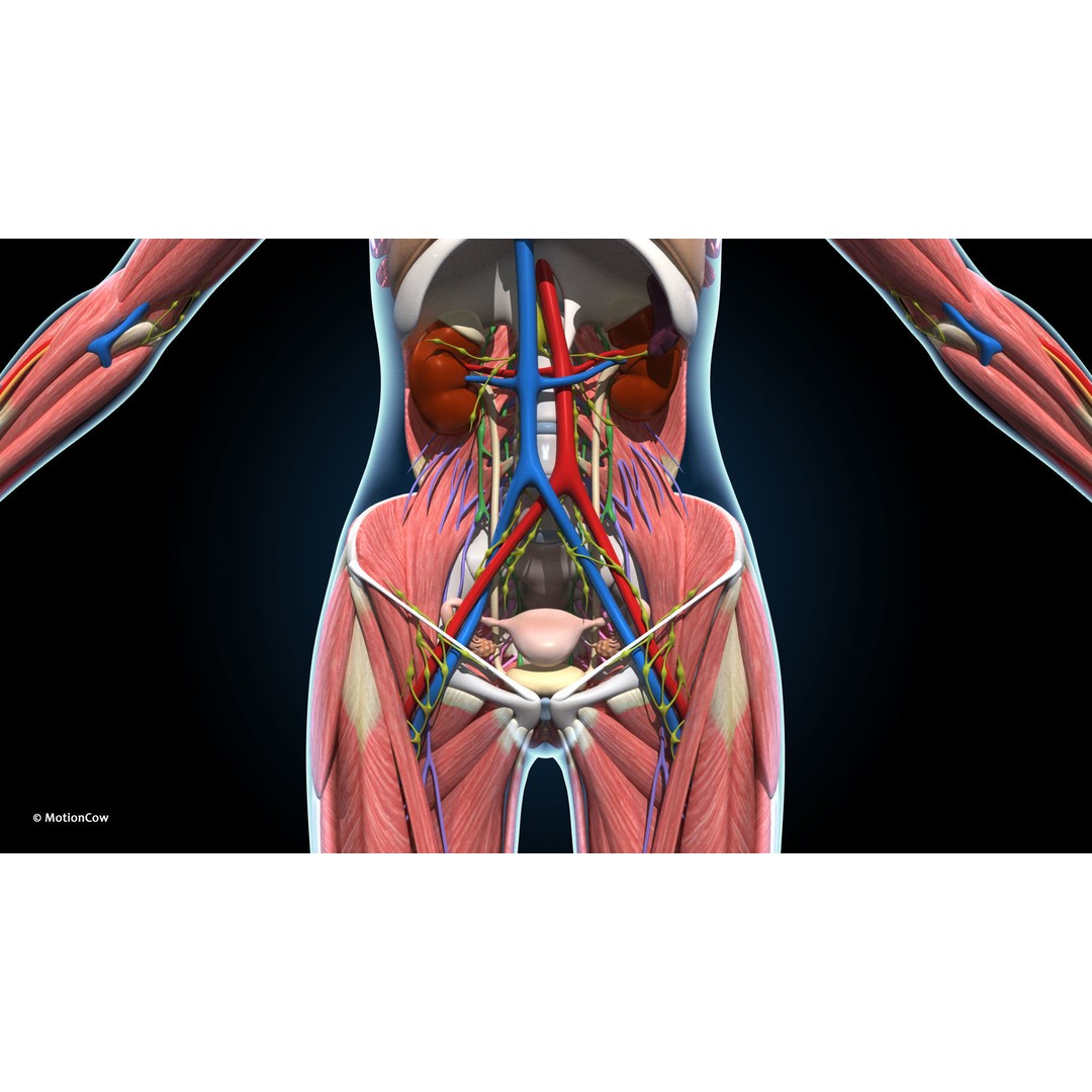 Ultimate Female Anatomy 3D Model – Advanced Rigged Character with 50+ Animations - View 30