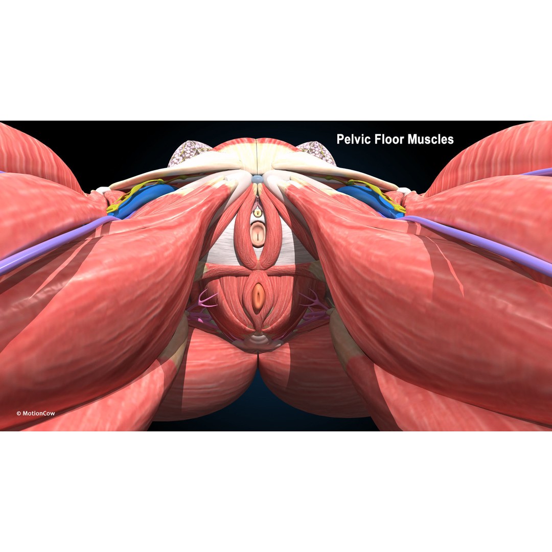 Ultimate Female Anatomy 3D Model – Advanced Rigged Character with 50+ Animations - View 32