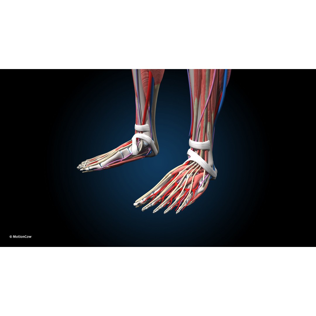 Ultimate Female Anatomy 3D Model – Advanced Rigged Character with 50+ Animations - View 34