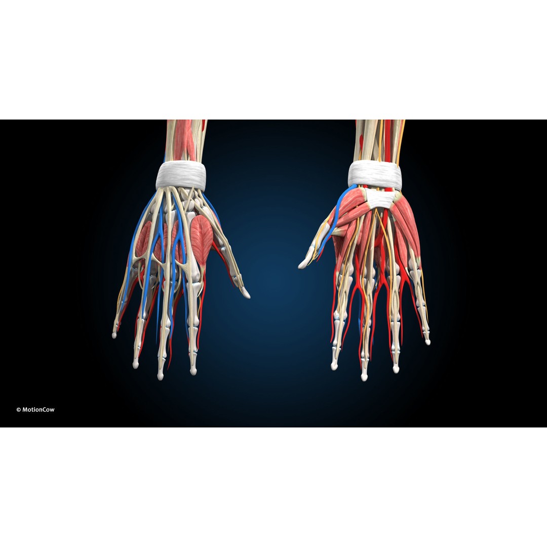 Ultimate Female Anatomy 3D Model – Advanced Rigged Character with 50+ Animations - View 35