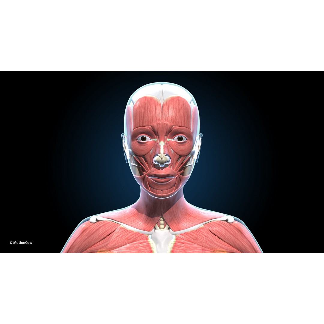 Ultimate Female Anatomy 3D Model – Advanced Rigged Character with 50+ Animations - View 36