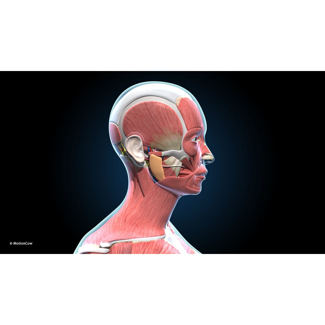 Ultimate Female Anatomy 3D Model – Advanced Rigged Character with 50+ Animations - View 37