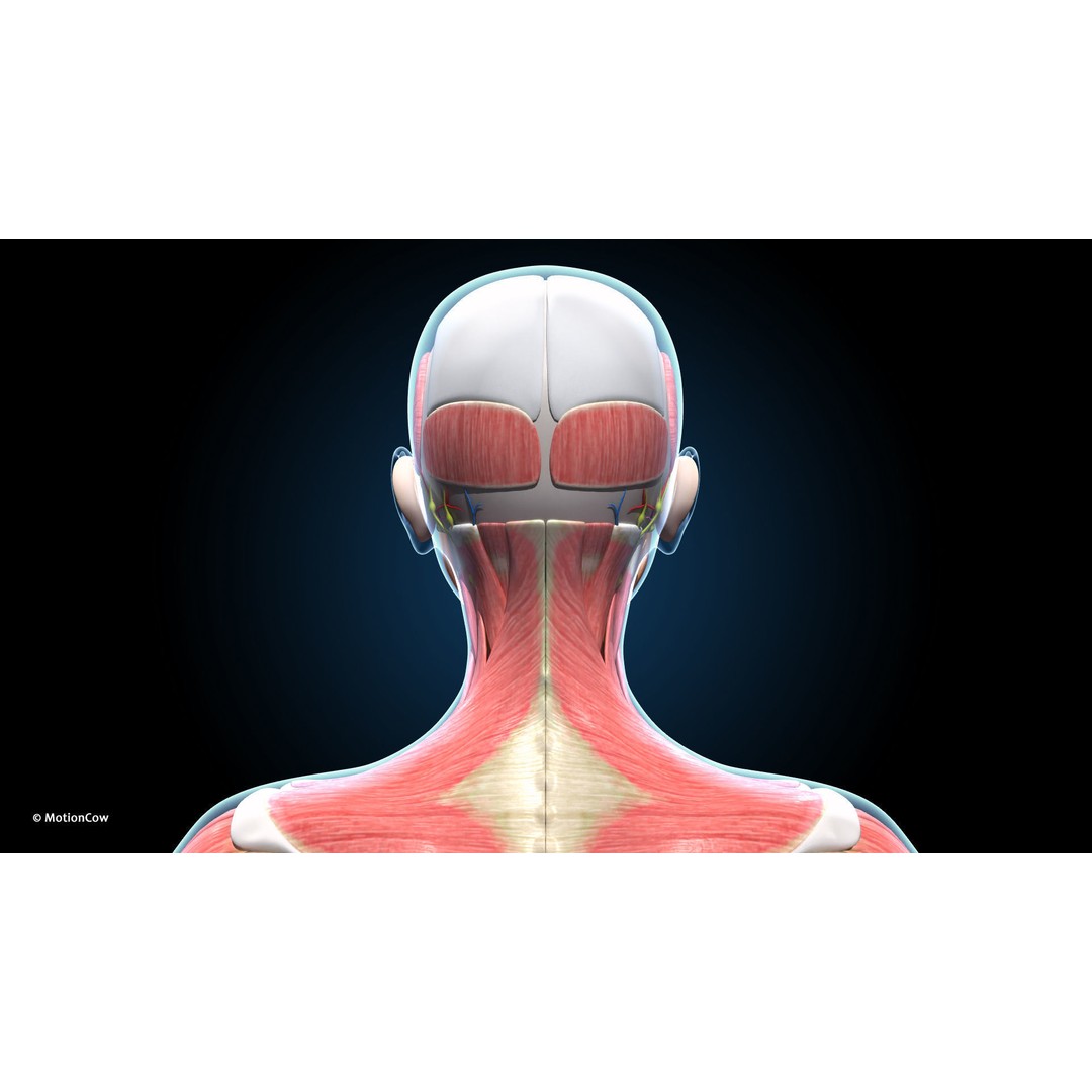 Ultimate Female Anatomy 3D Model – Advanced Rigged Character with 50+ Animations - View 38