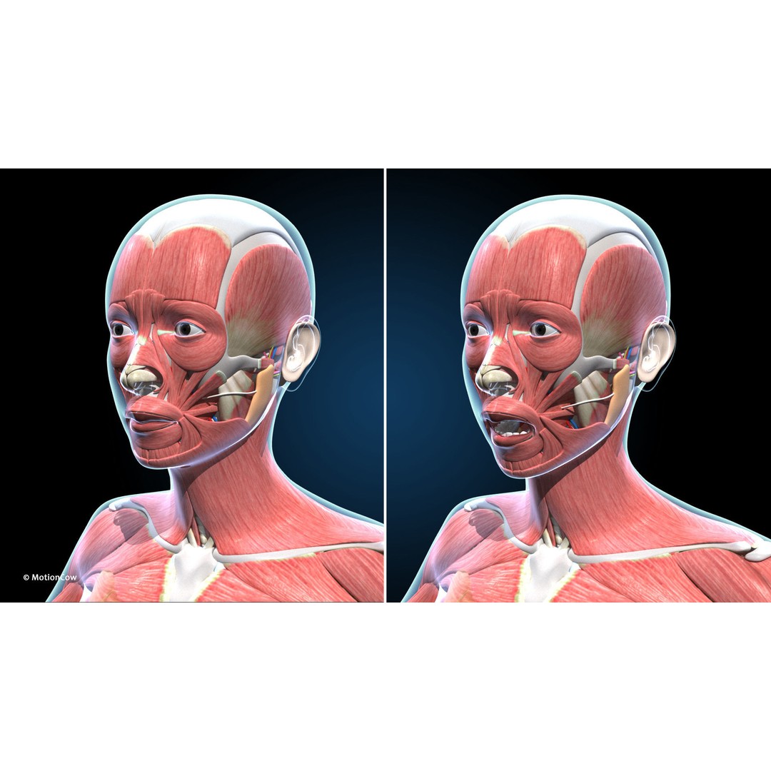 Ultimate Female Anatomy 3D Model – Advanced Rigged Character with 50+ Animations - View 39