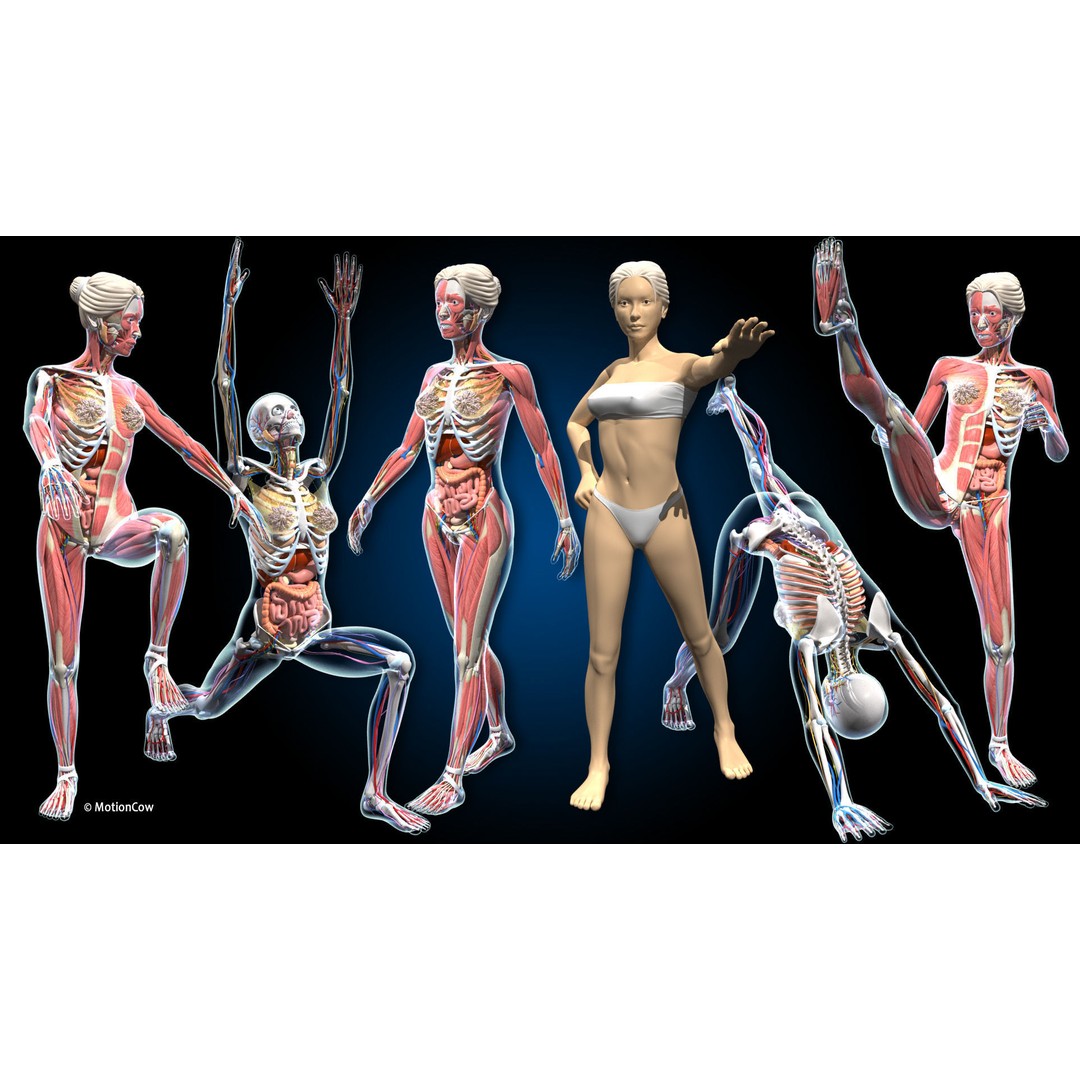 Ultimate Female Anatomy 3D Model – Advanced Rigged Character with 50+ Animations - View 4