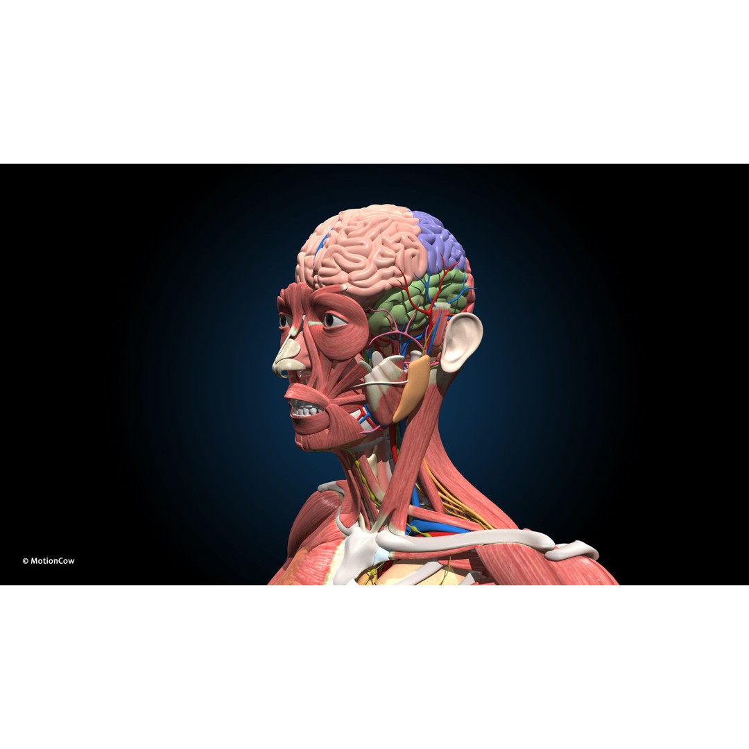 Ultimate Female Anatomy 3D Model – Advanced Rigged Character with 50+ Animations - View 40
