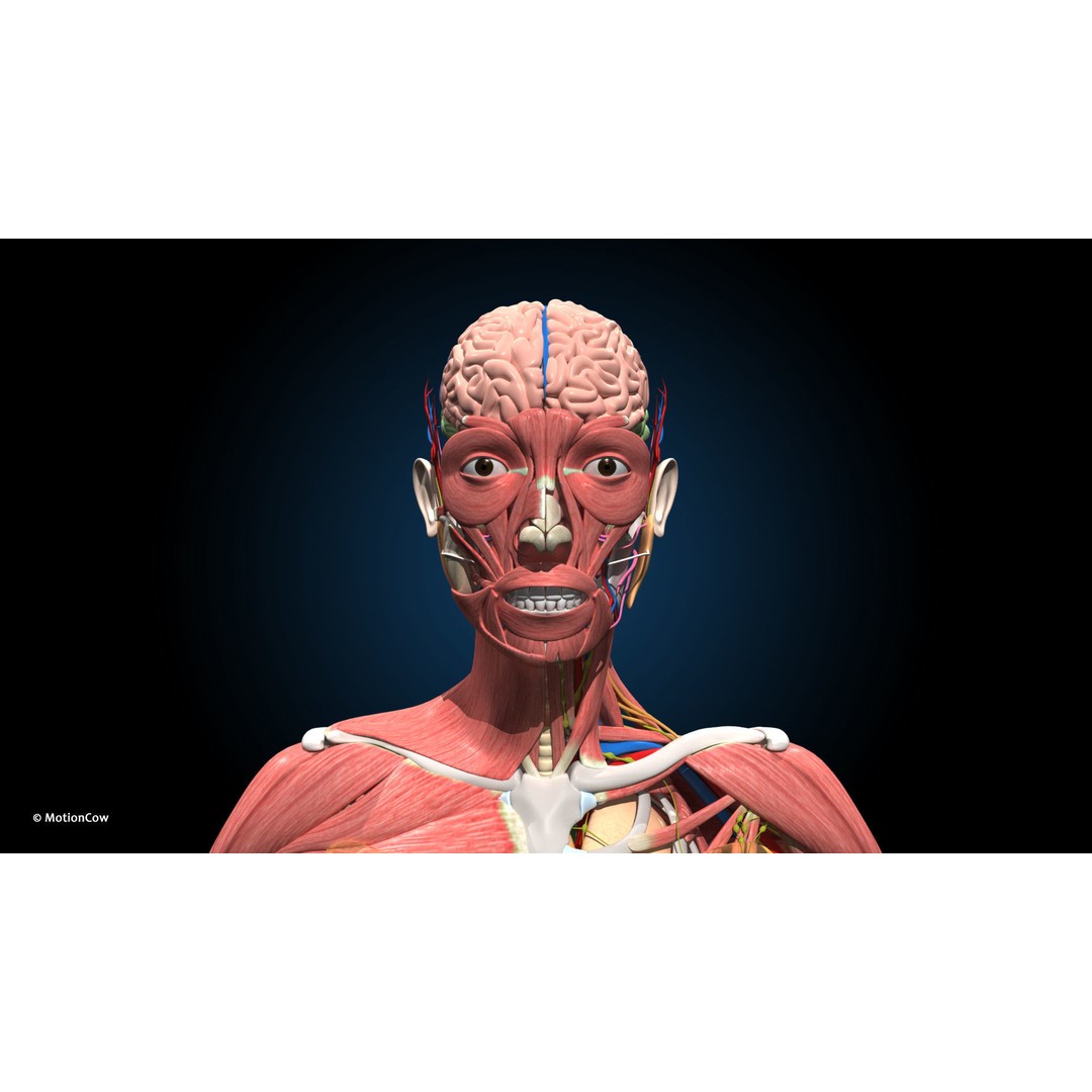 Ultimate Female Anatomy 3D Model – Advanced Rigged Character with 50+ Animations - View 41