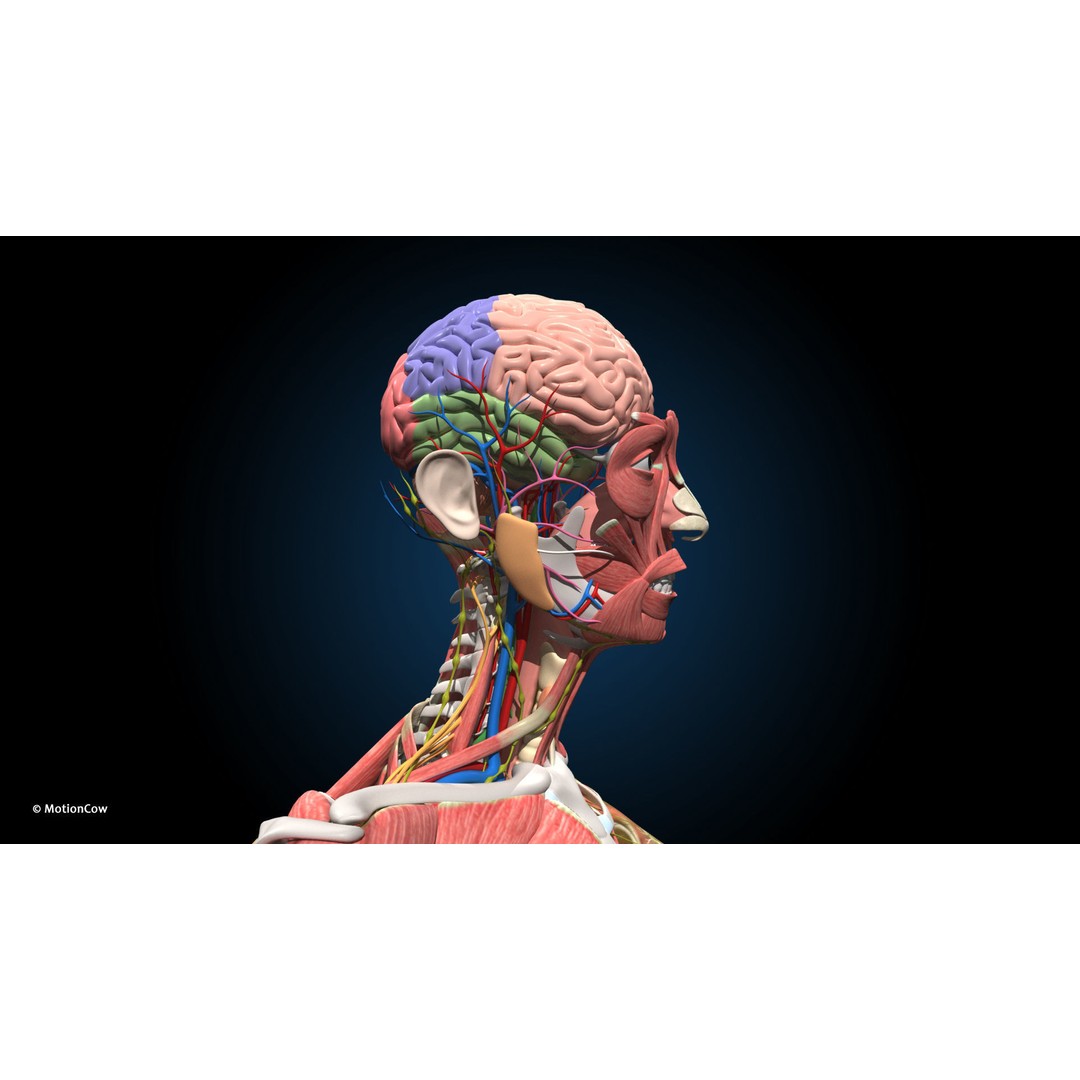 Ultimate Female Anatomy 3D Model – Advanced Rigged Character with 50+ Animations - View 42