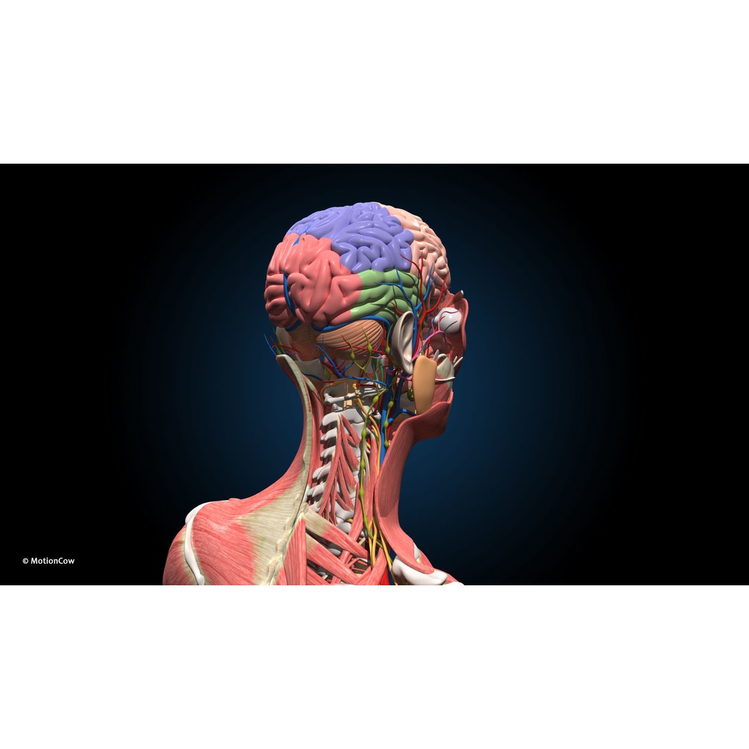 Ultimate Female Anatomy 3D Model – Advanced Rigged Character with 50+ Animations - View 43