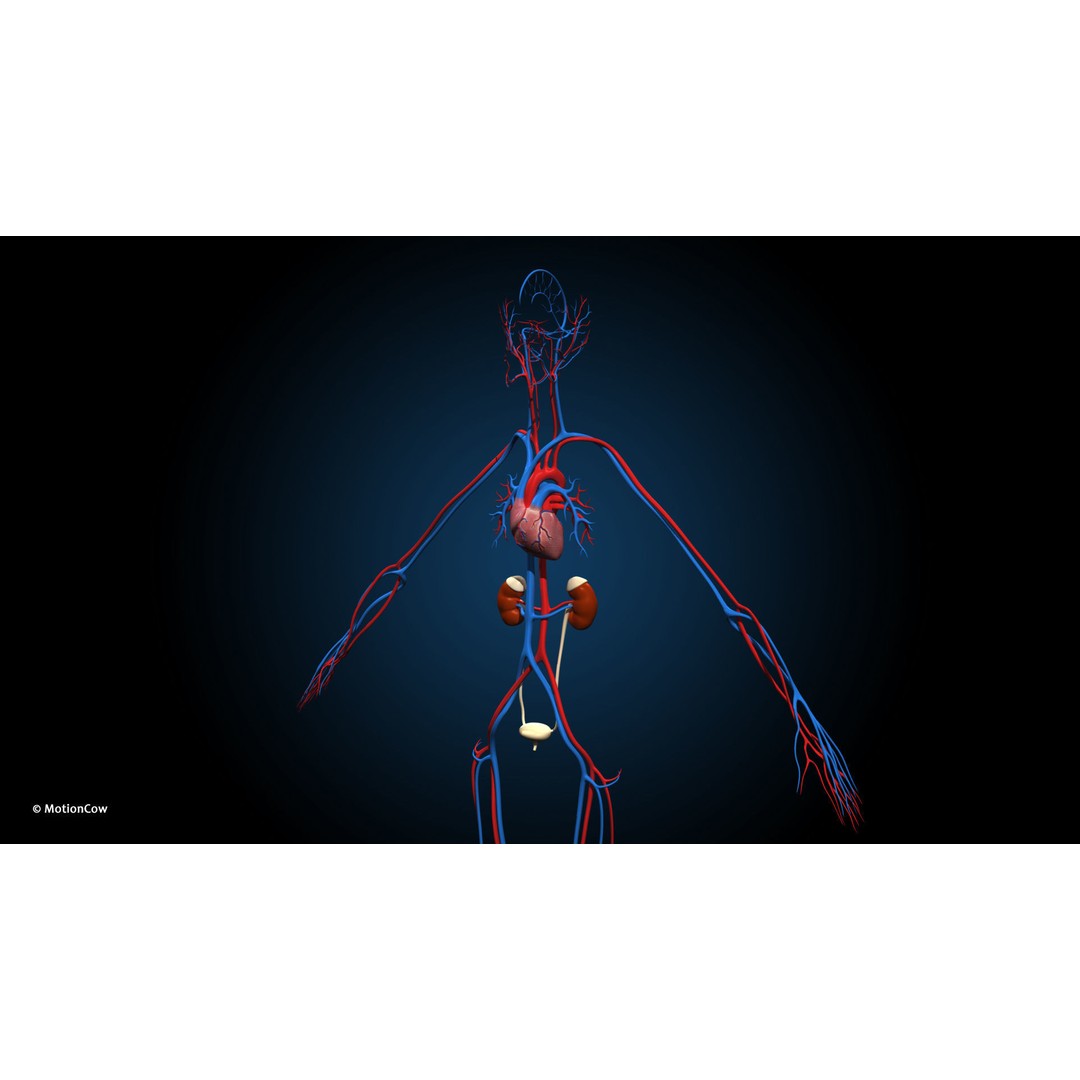 Ultimate Female Anatomy 3D Model – Advanced Rigged Character with 50+ Animations - View 44