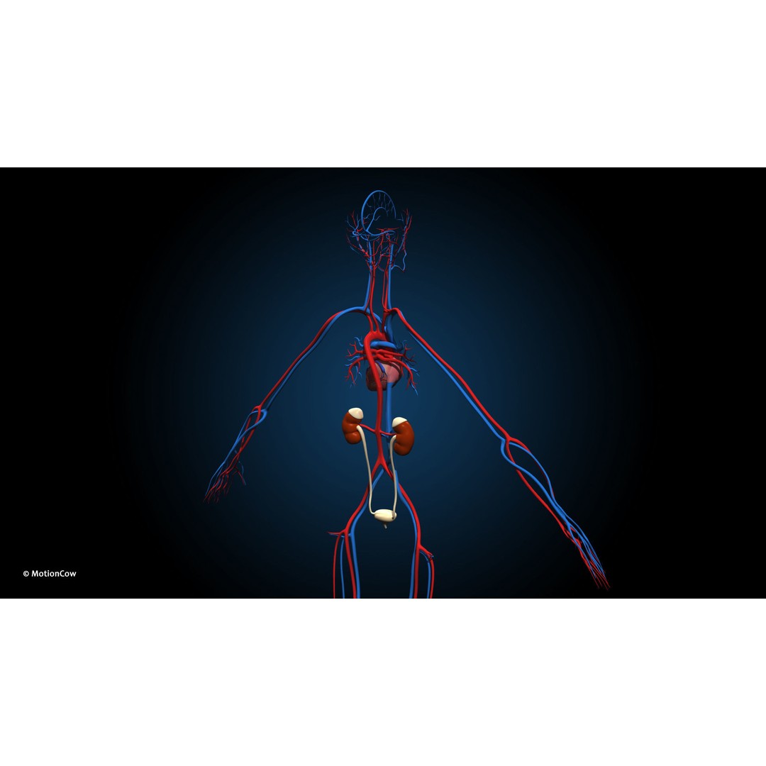 Ultimate Female Anatomy 3D Model – Advanced Rigged Character with 50+ Animations - View 45