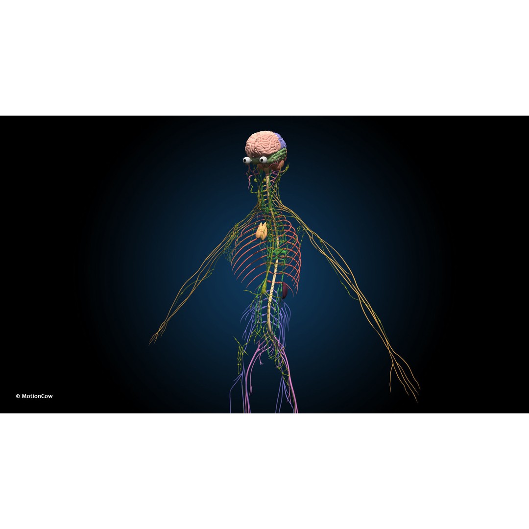 Ultimate Female Anatomy 3D Model – Advanced Rigged Character with 50+ Animations - View 46