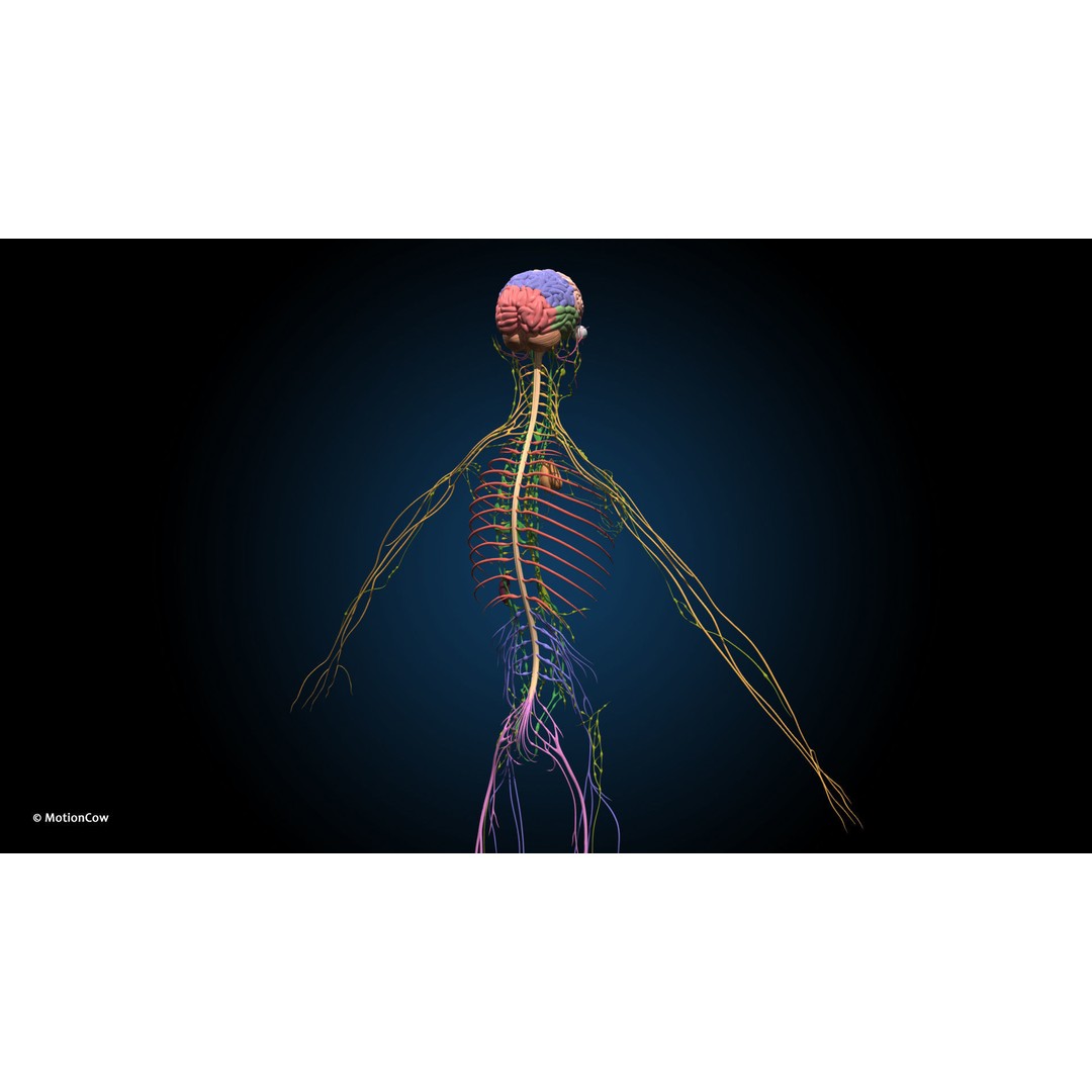 Ultimate Female Anatomy 3D Model – Advanced Rigged Character with 50+ Animations - View 47