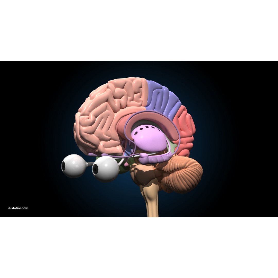 Ultimate Female Anatomy 3D Model – Advanced Rigged Character with 50+ Animations - View 49