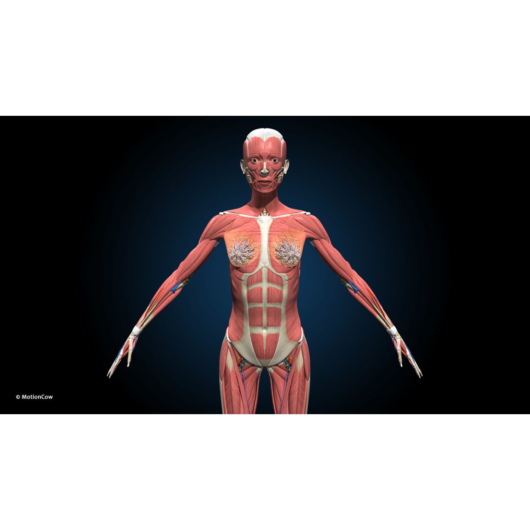 Ultimate Female Anatomy 3D Model – Advanced Rigged Character with 50+ Animations - View 5
