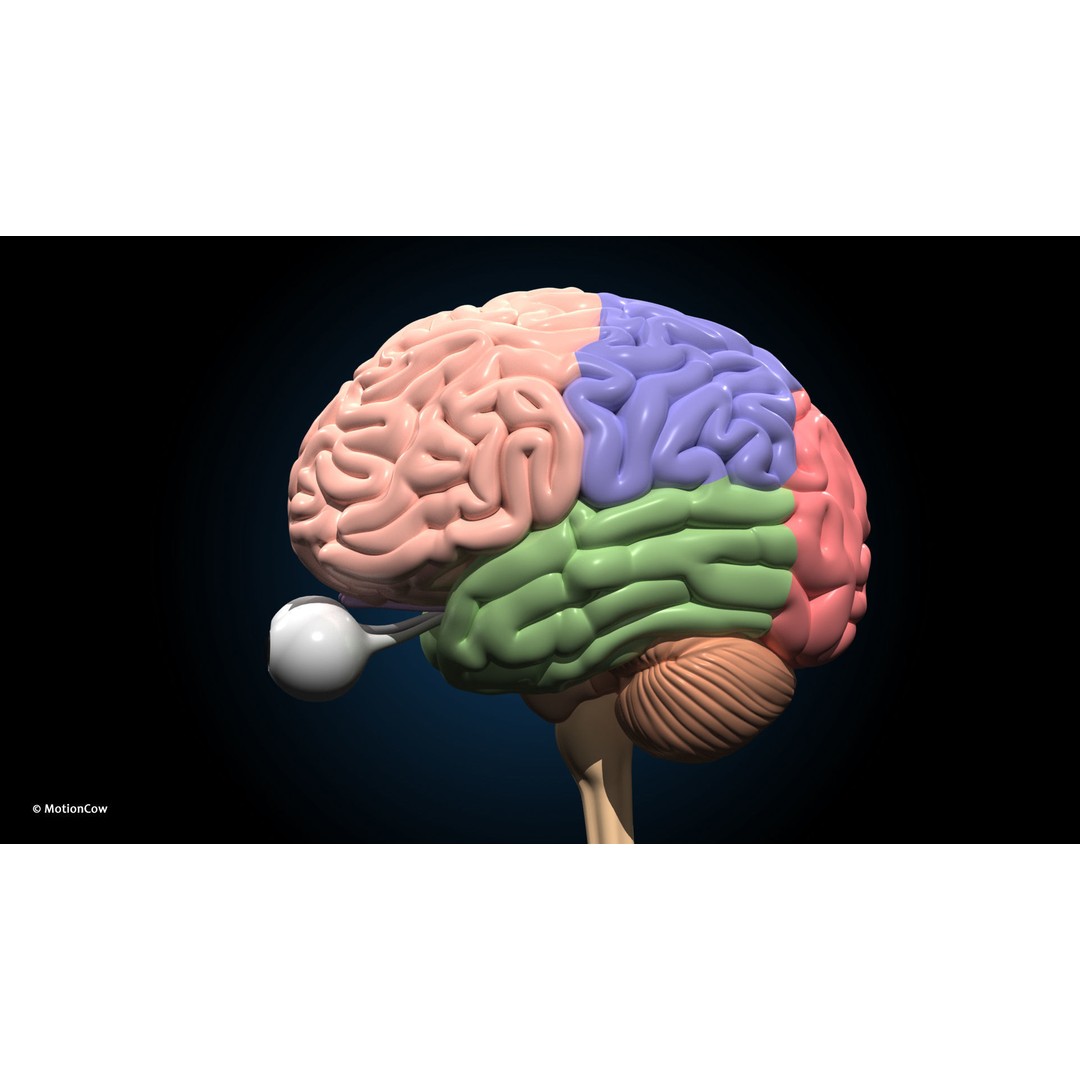 Ultimate Female Anatomy 3D Model – Advanced Rigged Character with 50+ Animations - View 54