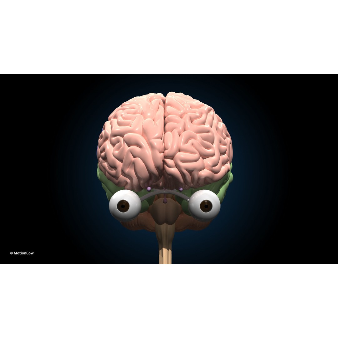 Ultimate Female Anatomy 3D Model – Advanced Rigged Character with 50+ Animations - View 57