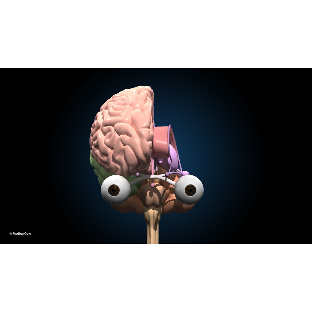 Ultimate Female Anatomy 3D Model – Advanced Rigged Character with 50+ Animations - View 58