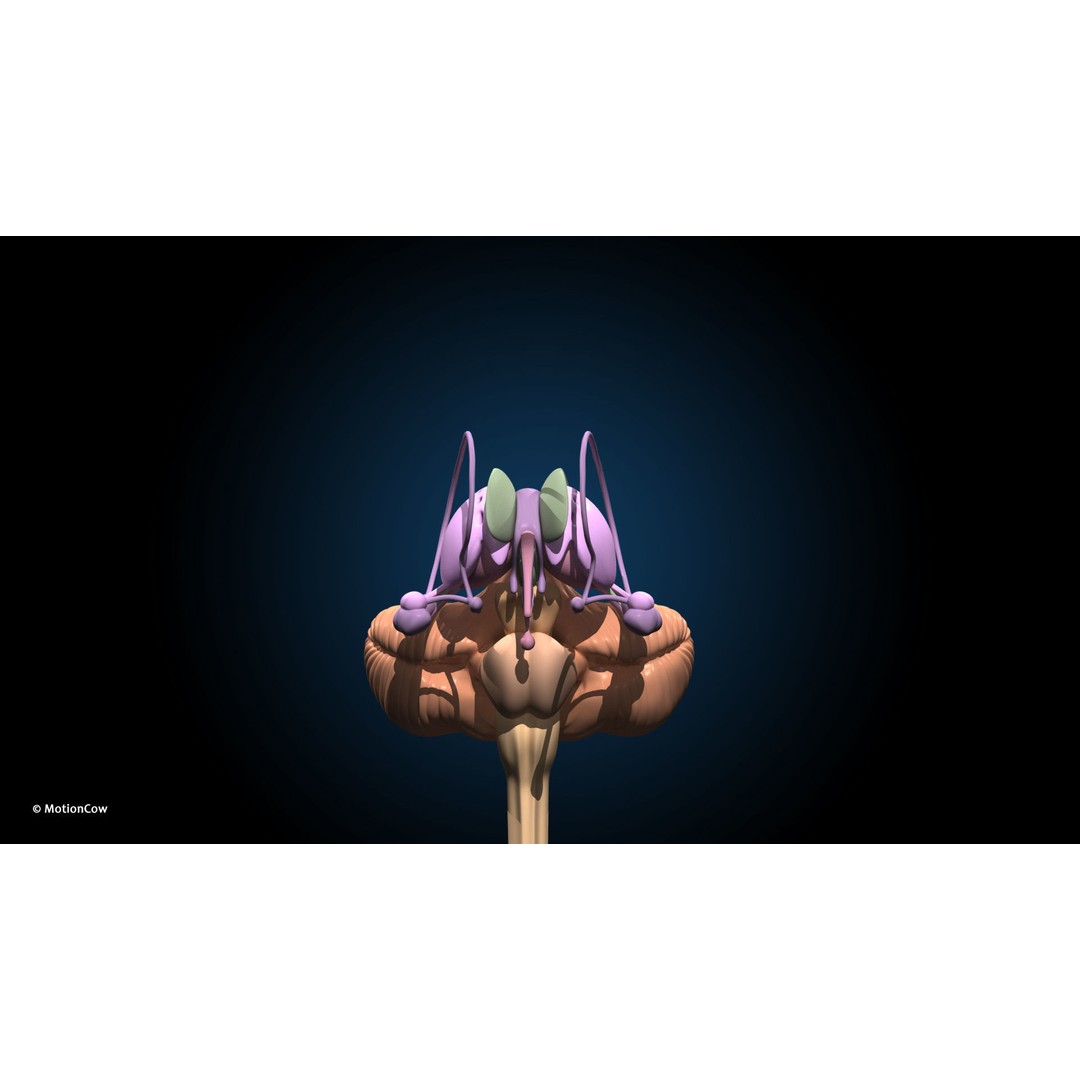 Ultimate Female Anatomy 3D Model – Advanced Rigged Character with 50+ Animations - View 59