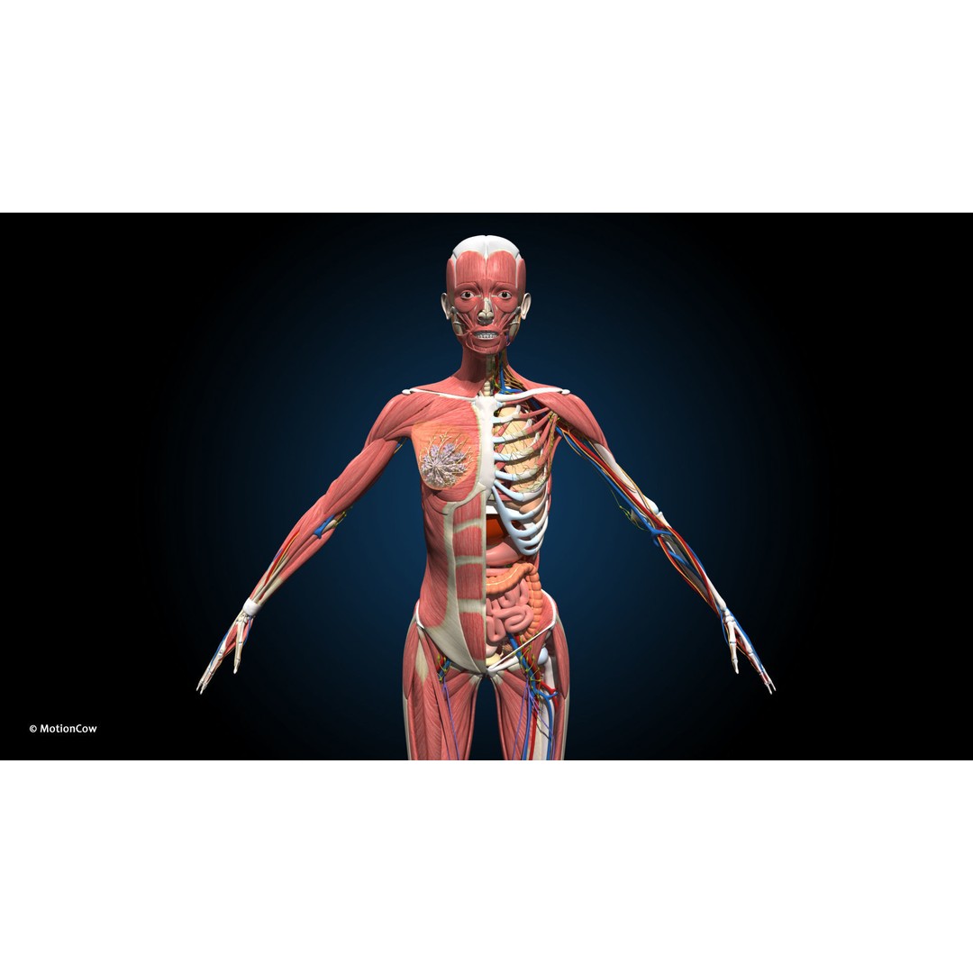 Ultimate Female Anatomy 3D Model – Advanced Rigged Character with 50+ Animations - View 6