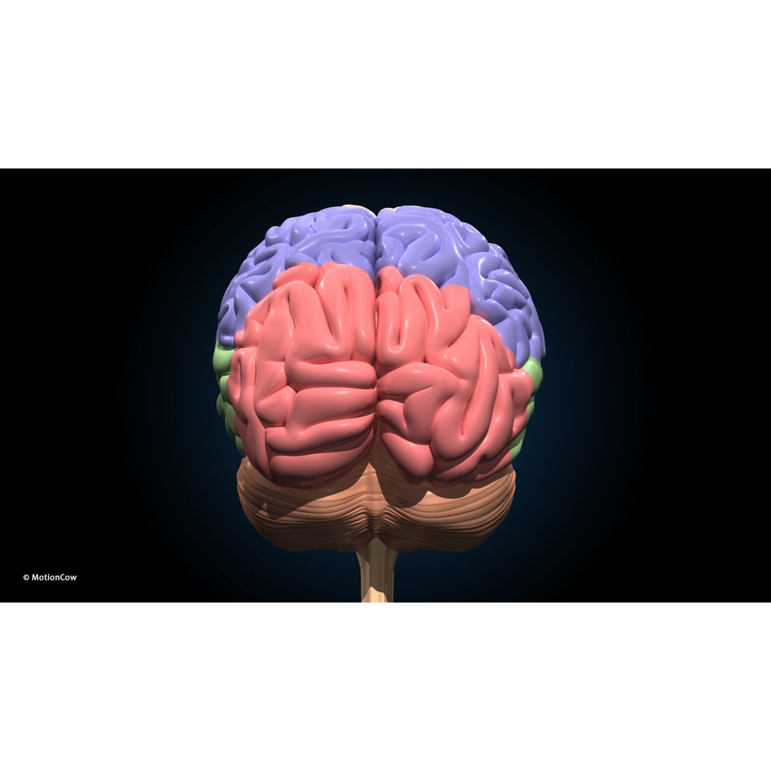 Ultimate Female Anatomy 3D Model – Advanced Rigged Character with 50+ Animations - View 60