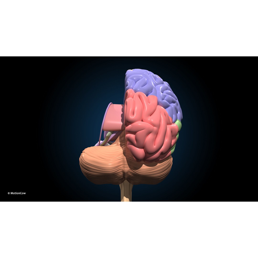 Ultimate Female Anatomy 3D Model – Advanced Rigged Character with 50+ Animations - View 61