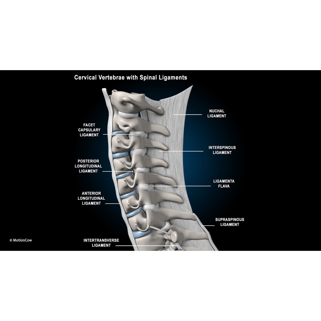 Ultimate Female Anatomy 3D Model – Advanced Rigged Character with 50+ Animations - View 65