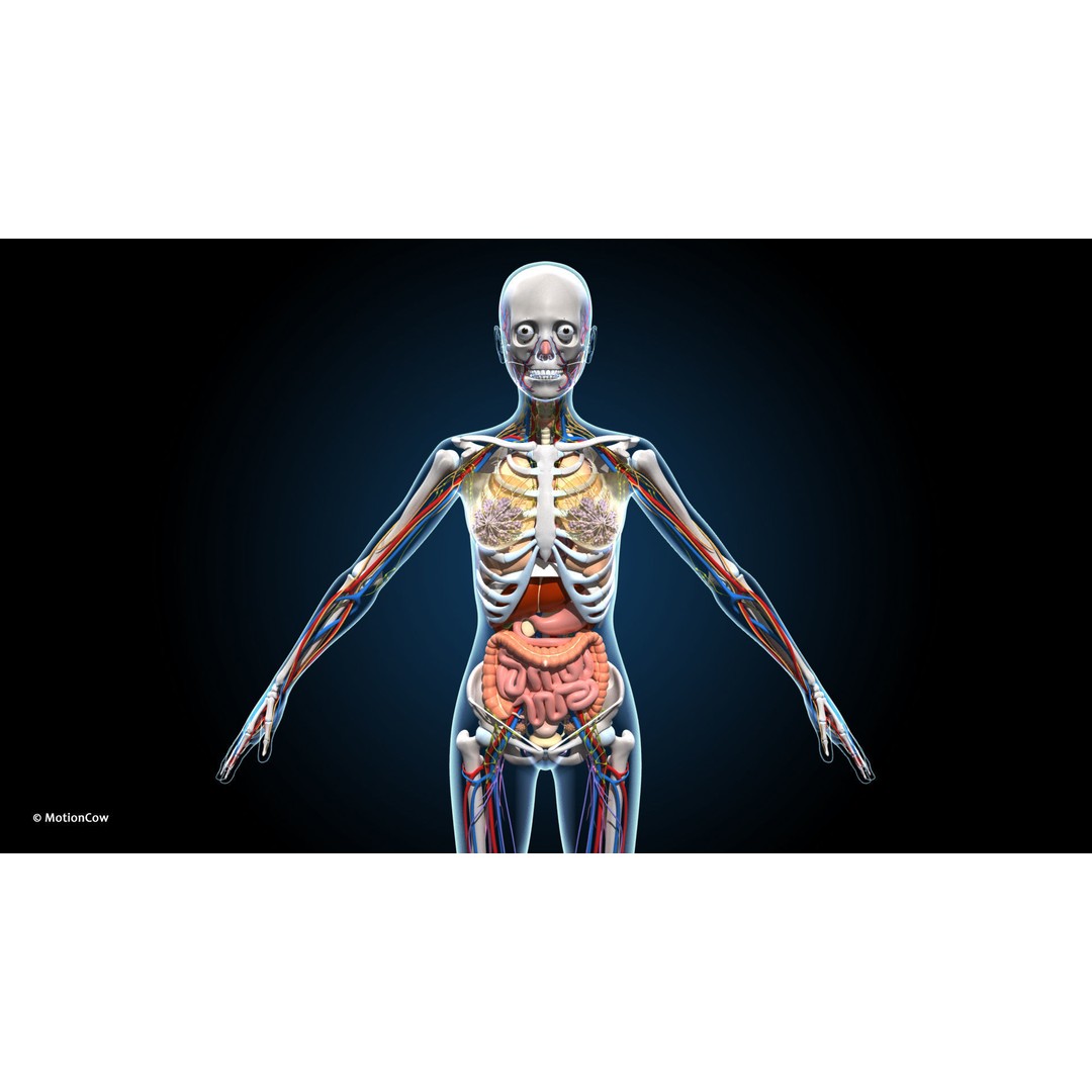 Ultimate Female Anatomy 3D Model – Advanced Rigged Character with 50+ Animations - View 7