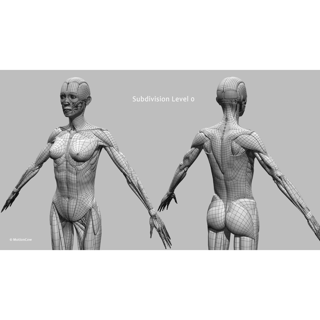 Ultimate Female Anatomy 3D Model – Advanced Rigged Character with 50+ Animations - View 70