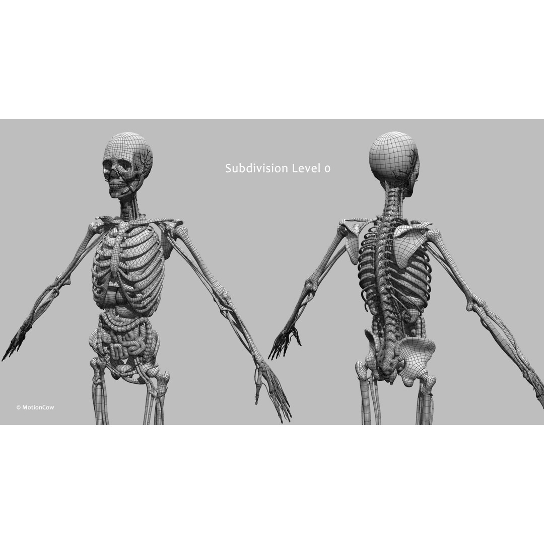 Ultimate Female Anatomy 3D Model – Advanced Rigged Character with 50+ Animations - View 72