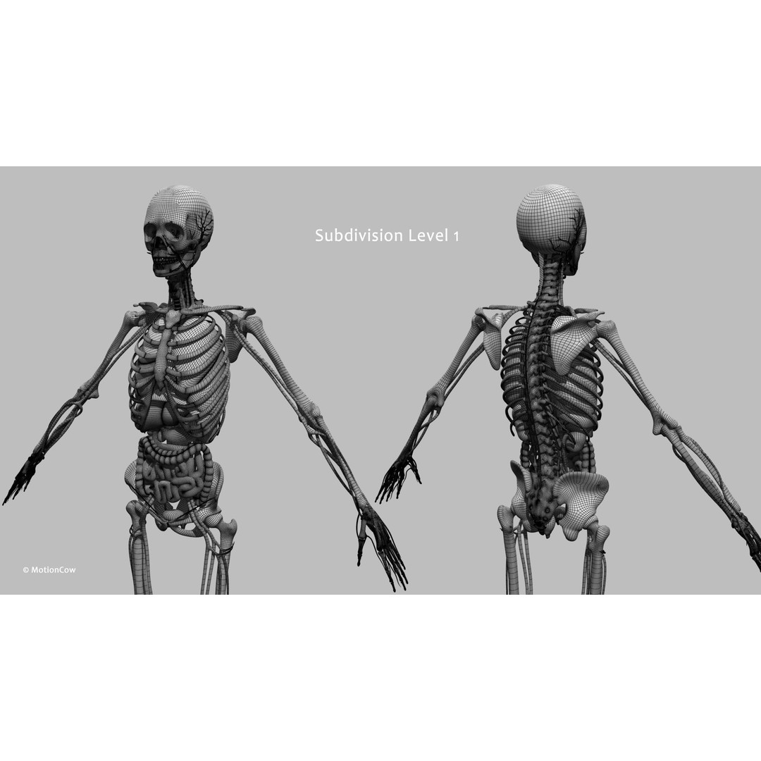 Ultimate Female Anatomy 3D Model – Advanced Rigged Character with 50+ Animations - View 73