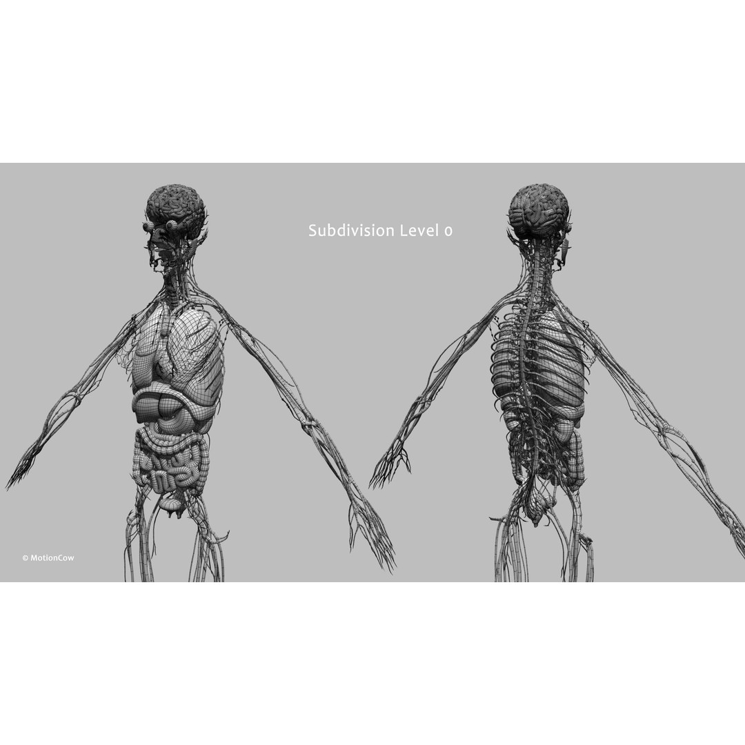 Ultimate Female Anatomy 3D Model – Advanced Rigged Character with 50+ Animations - View 74