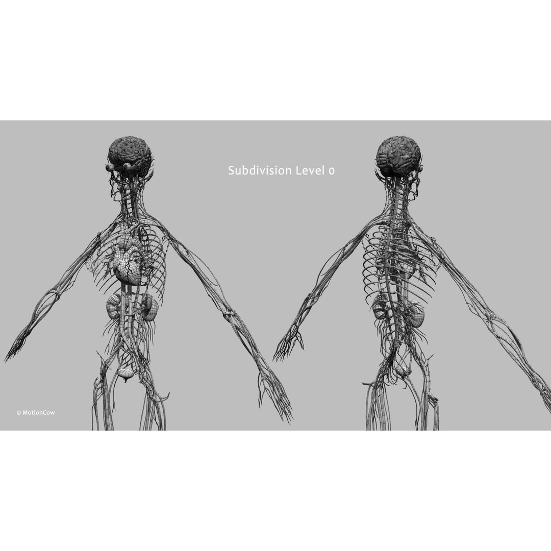 Ultimate Female Anatomy 3D Model – Advanced Rigged Character with 50+ Animations - View 75